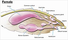 The female genitalia of Lepidoptera Female genitalia Lepidoptera.jpg