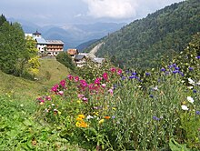 Fleurs de montagne près du hameau de Celliers (La Léchère) sur la route du col de la Madeleine