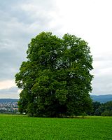 Linde am Eisenküppel