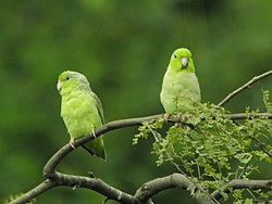 マメルリハインコ