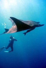 Giant Pacific manta.  A large commensalistic remora is visible on the manta's ventral side