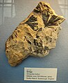 Fossil av Ginkgo huttonii-blad