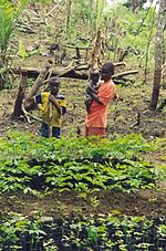 Miniatura para Guéckédou (prefectura de Guinea)