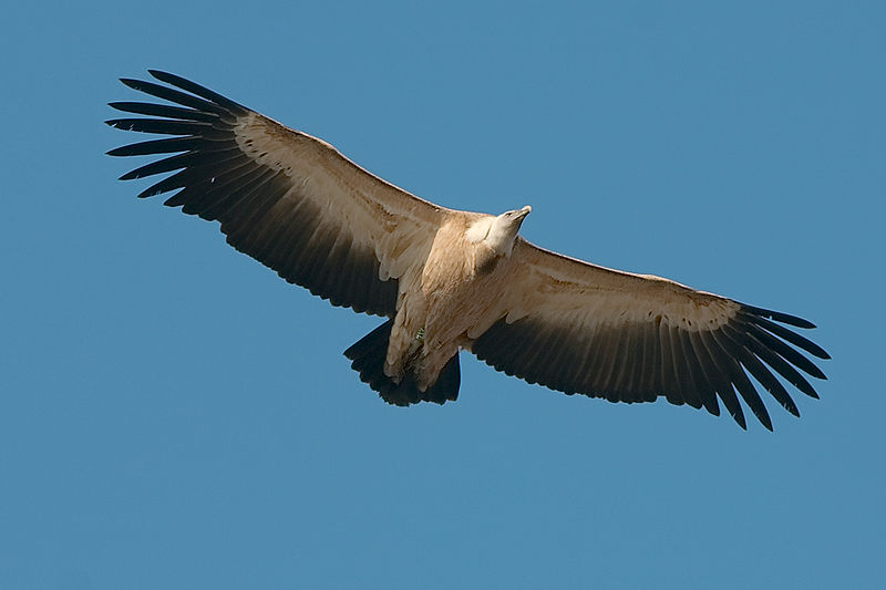 Gyps fulvus