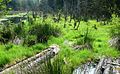 Hoogveenreservaat bij Häusellohe, 4 km ten O van Selb