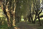 Hainbuchenallee beim Schloss Neuhaus