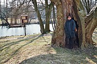 Traubeneiche im Schlosspark