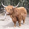 Роги шотландського бика