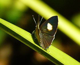 Ventral view