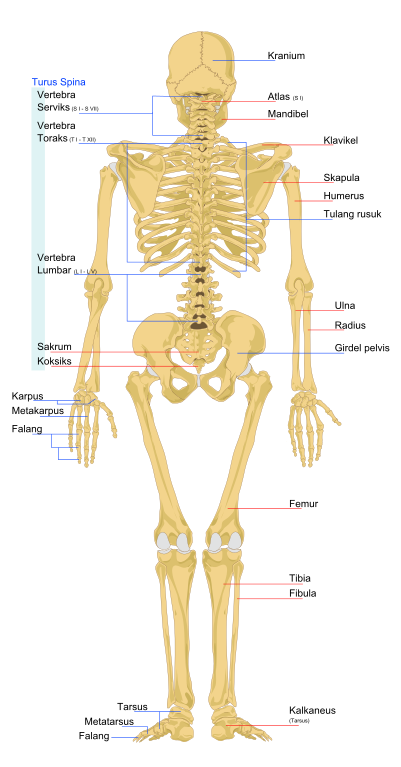 file human skeleton back ms svg