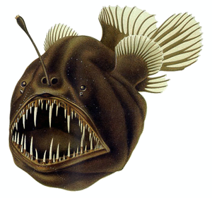 The Humpback anglerfish uses a modified dorsal...