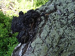 Inonotus obliquus, forme stérile, le Chaga