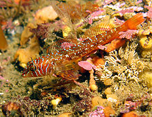 Longfin sculpin (Jordania zonope) Jordania zonope.jpg