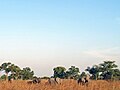 Kameroen olifanten