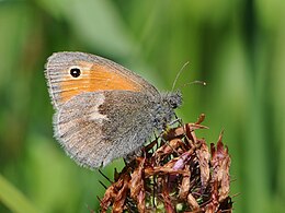 Gelsvasis satyriukas (Coenonympha pamphilus)