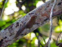 E. exilis (Parc national de Niah)