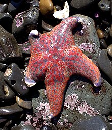 220px-Leather_star_fish.jpg