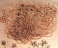 Esquisse botanique de Leonardo da Vinci. L'espèce est alors appelée "étoile blanche" et est notamment présente dans le tableau Léda et le Cygne