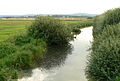 El Meerbach a la reserva natural del Meerbruch