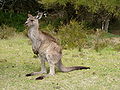 Macropus in magnis pedibus stat