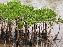 Mangroves are adapted to saline conditions Mangroves in Kannur, India.jpg