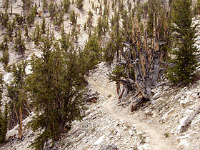 Methuselah Walk où se trouve Mathusalem, Inyo National Forest, Californie.