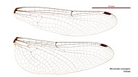 Female wings