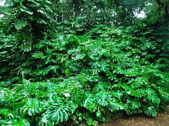 Monstera deliciosa