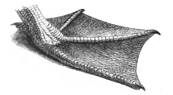 Foot of Pelican