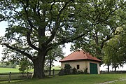 ND Stieleichen in Thambach, Reichertsheim