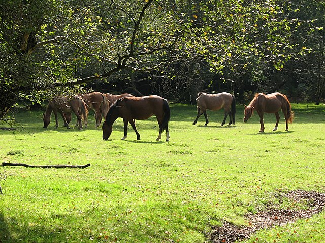 New Forest ponies