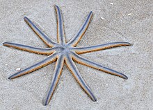 Nine-armed Sea Star (Luidia senegalensis) (4338628827).jpg