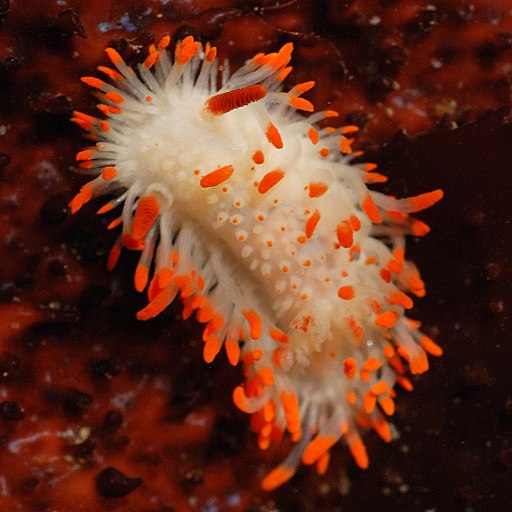 Nudibranchia (3030943721)