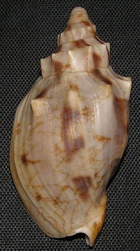 Vista superior de uma concha do molusco Volutidae O. americana.