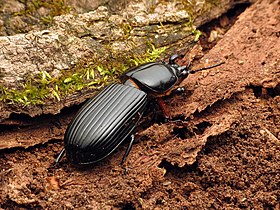 Fotografia de um Passalidae norte-americano da espécie Odontotaenius disjunctus, nos Estados Unidos, se alimentando de madeira em decomposição. É possível ver o pequeno chifre que se projeta de sua cabeça.