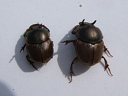 Onthophagus gazella