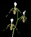 Paphiopedilum dianthum