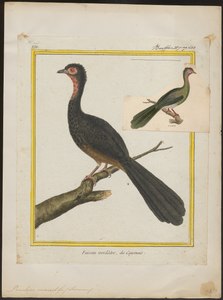 Iconographia Zoologica, patrně mezi mezi 1765–1783