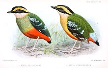 Grønbrystpitta, Pitta reichenowi og Praktpitta, Pitta angolensis Foto: Illustrasjon Herbert Goodchild, 1903, Public domain