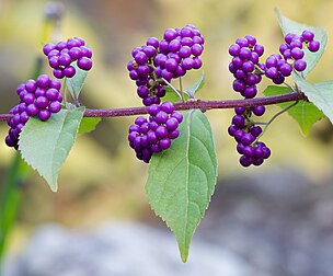 Infrutescences de Callicarpa dichotoma. (définition réelle 3 935 × 3 263)