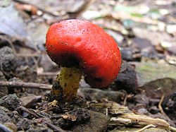 The berry-like red-pouch fungus, Leratiomyces erythrocephalus, New Zealand Red pouch fungus 01.jpg