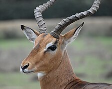 Արու իմպալա։