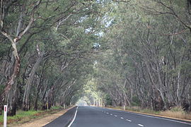 Riddoch Highway SA.jpg