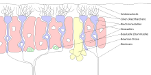 Riechschleimhaut.svg