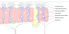 嗅覚受容神経 - ラベルは独逸語 "Zellen" = "細胞","riech" = "におい", "Riechnerv" = 嗅神経, "cillien" = 軸索