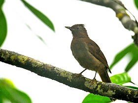 Espécime avistado na Reserva Amagusa, no Equador