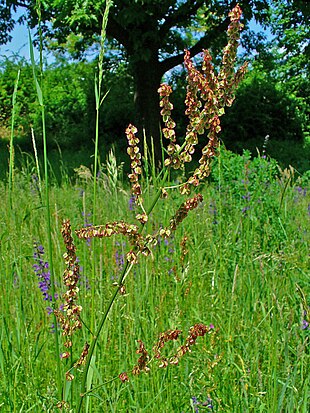 Rumex acetosa 002.JPG