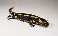 Salamander alkaloids, such as samandarin, occur on the skin of animals of the genus Salamandra.[18]