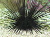 Sea urchin (217110954).jpg