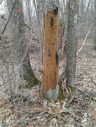 Photograph of dead tree trunk